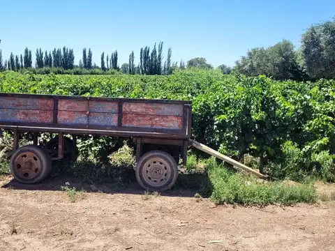 FINCA EN PRODUCCION SAN MARTIN - MENDOZA