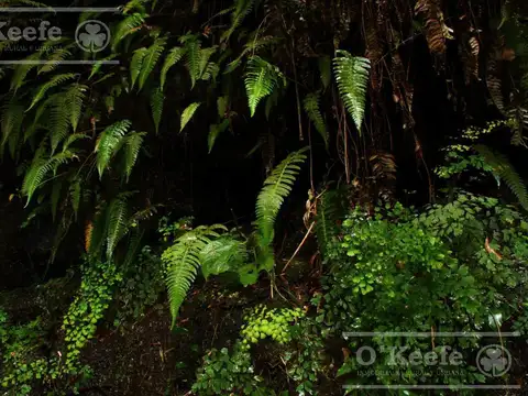 Campo en venta de 84.000 has en Misiones - Bonos Verdes