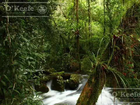 Campo en venta de 84.000 has en Misiones - Bonos Verdes