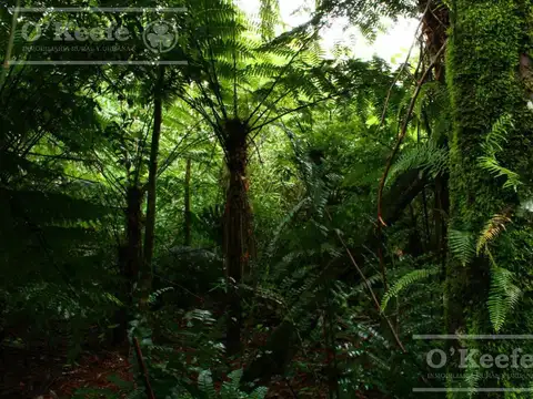Campo en venta de 84.000 has en Misiones - Bonos Verdes