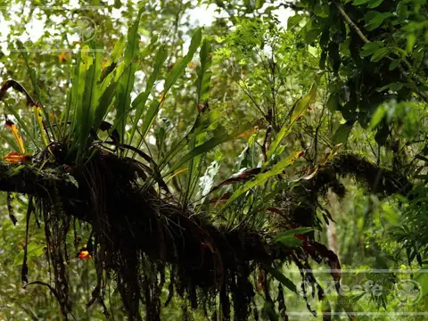 Grandes extensiones de Bosque Nativo en Misiones - Bonos verdes- Ideal conservacionistas
