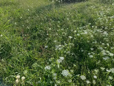 Terreno en Venta en Carlos Keen, USD 35.000