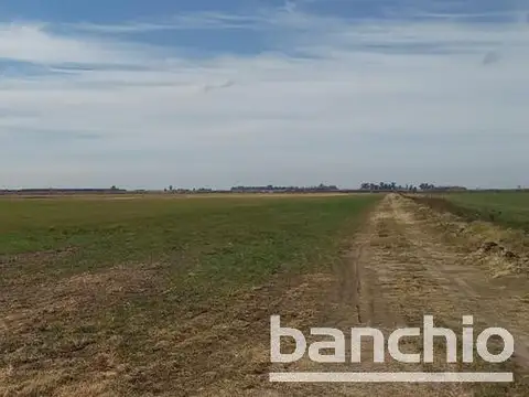 Countryside - Angelica