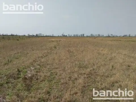 Countryside - Angelica