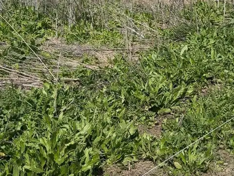 Terreno Campo  en Venta en Altos de Robles, Parada Robles, Exaltación de la Cruz
