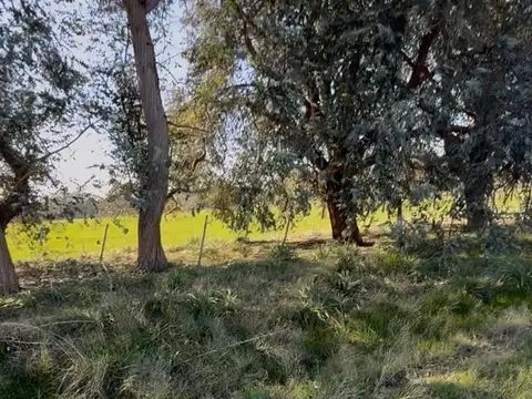 Terreno Campo  en Venta en Altos de Robles, Parada Robles, Exaltación de la Cruz