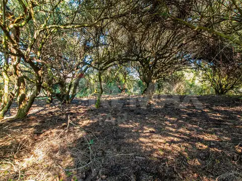 Campo en venta al norte de Garzón - Buen acceso