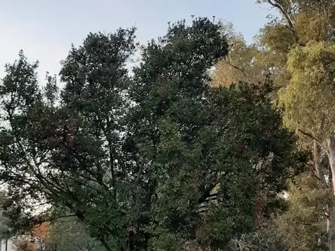 Venta Campo 11 Hectáreas en Río Tala
