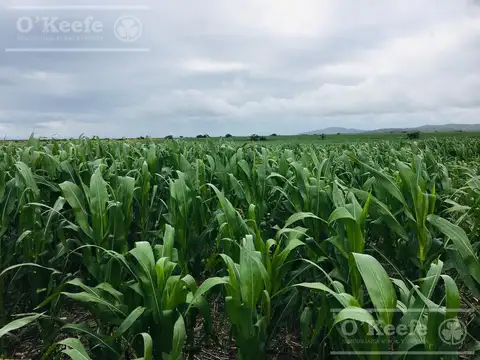 Campo en venta de 1100 has en San Luis