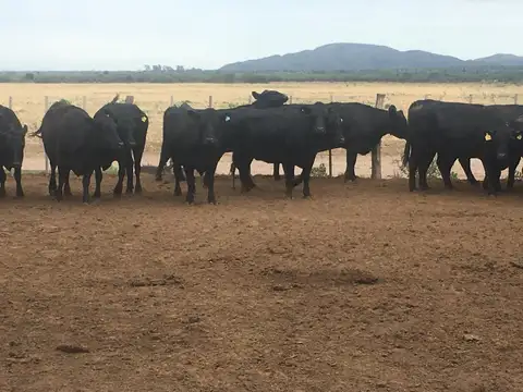 Campo en venta de 1100 has en San Luis