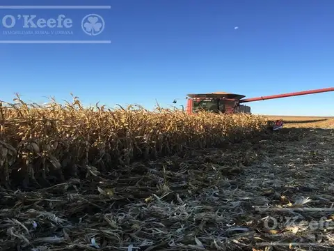 Campo en venta de 1100 has, Donovan, en San Luis