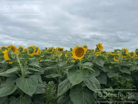 Campo en venta de 1100 has en San Luis