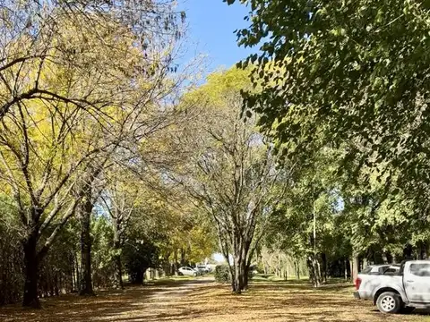 Los Castaños  1