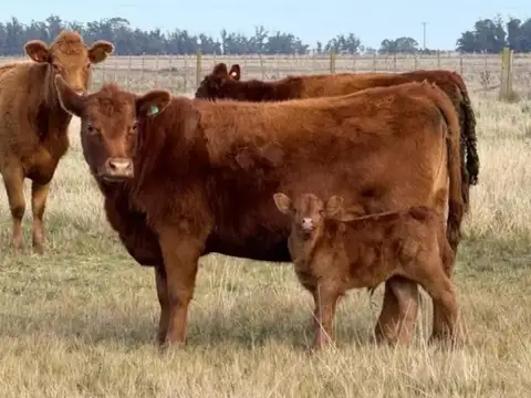 Campo Mixto De 1000 Hectáreas En Venta En Dolores