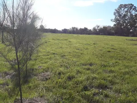 Callejo Taiana 400