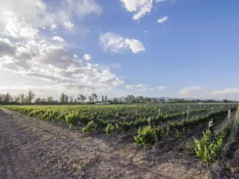 FINCA EN VENTA - LUJAN DE CUYO