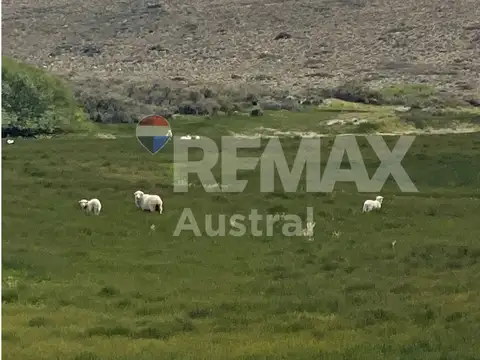 VENTA CAMPO.Lag Palacio.120km de Sarmiento 15000ha