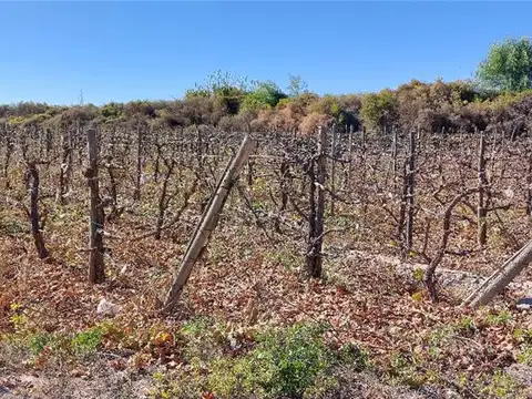 Campo en Venta Agricola