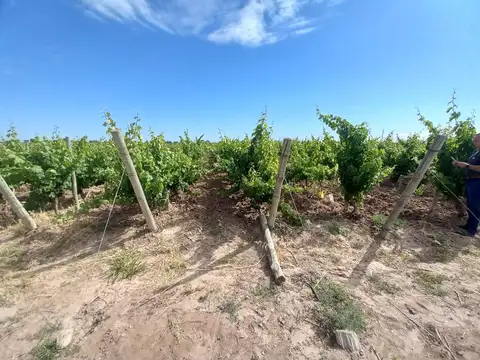 Los Amigos