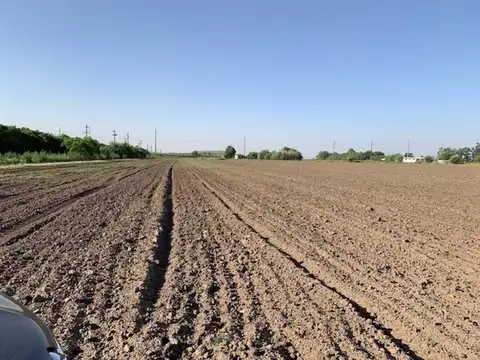 Campo en Venta Agrícola