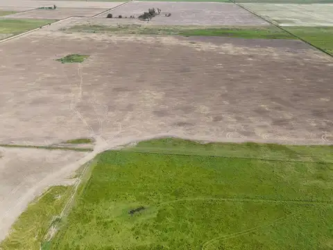 Campo luis palacios