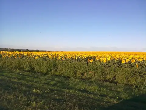 Campo en Venta de 500  ha