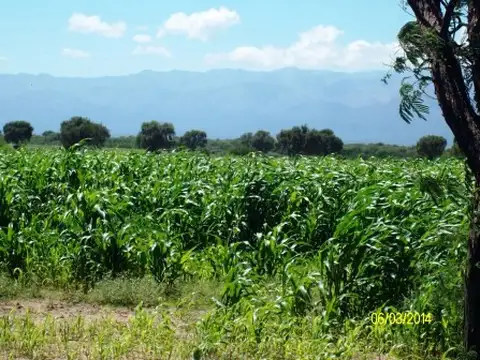 Campo en Alquiler Ganadero