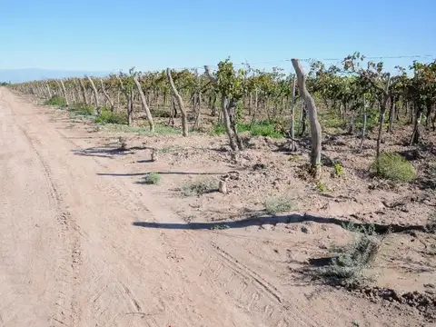 Campo en Venta Frutícola
