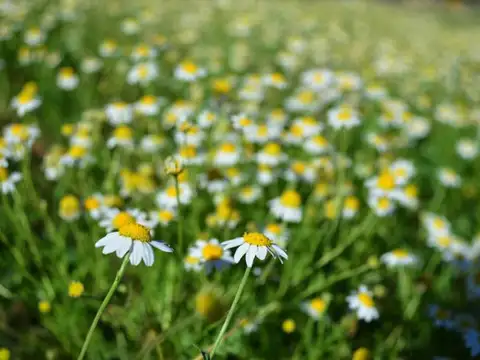 VENTA CASA QUINTA LAS PAREDES SAN RAFAEL