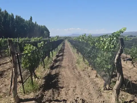 San Rafael de Mendoza