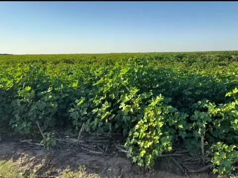 2500 ha - A tranquera cerrada -Malbran - Santiago del Estero
