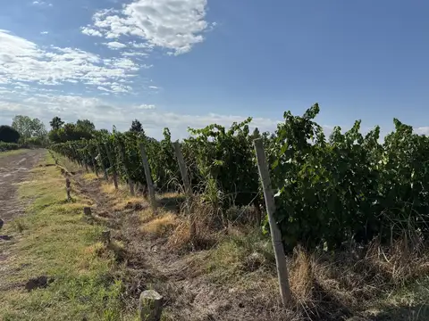 Venta - Finca de 14 Has - Malbec Orgánico - CHACHINGO