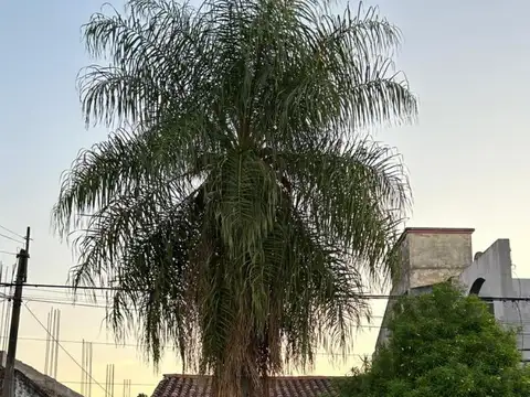 Ameghino 1600