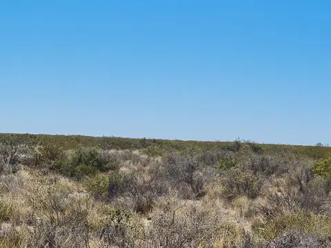 10.000 HECTAREAS , EN LA PAMPA PARTIDO DE PUELEN, EXELENTE