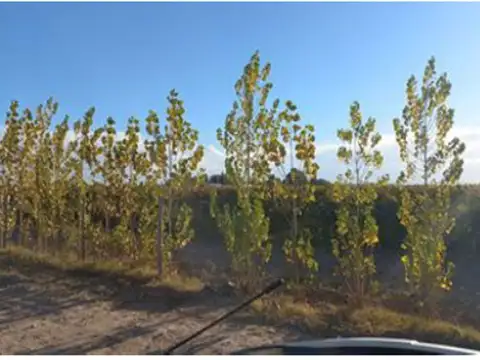 CAMPO EN VENTA 1307 HA ANCHORIS TUPUNGATO RUTA 40