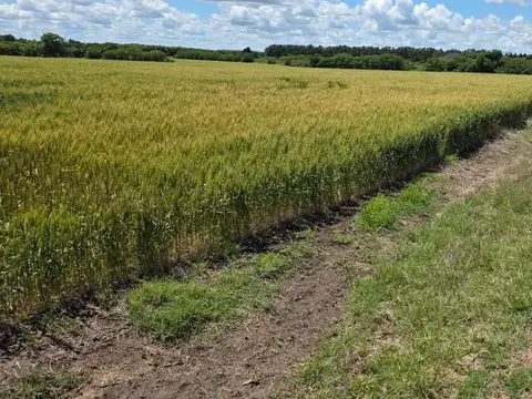 Campo camino a Vuelta de Obligado IDEAL FIN DE SEMANAS!