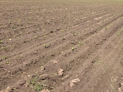 Campo camino a Vuelta de Obligado IDEAL FIN DE SEMANAS!