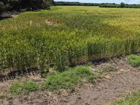 Campo camino a Vuelta de Obligado IDEAL FIN DE SEMANAS!