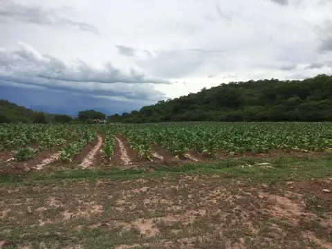Campo en venta de 1380has ubicado en Coronel Moldes, Salta