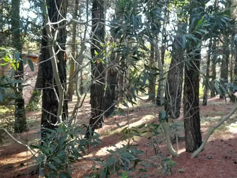 Evaristo Carriego y Av del plata