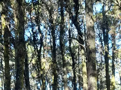 Terreno en Venta 40  mts Fondo