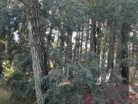 Terreno en Venta en Mar de las Pampas, USD 38.000