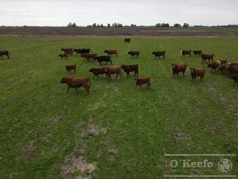 Campo en venta 180 Has mixtas en Gral. Las Heras