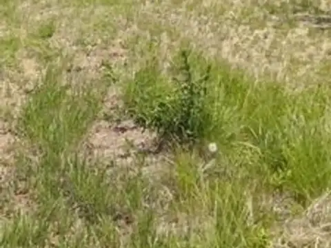 OPORTUNIDAD VENTA IMPOTENTE CAMPO DE 6 HECTAREAS ESCUCHA OFERTA