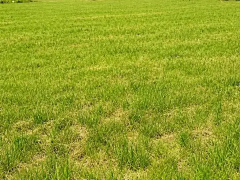 OPORTUNIDAD VENTA IMPOTENTE CAMPO DE 6 HECTAREAS ESCUCHA OFERTA
