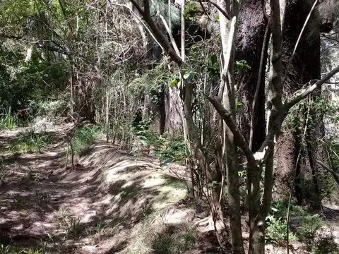 Rio / Arroyo Carapachay Km. 15 Donofrio 100
