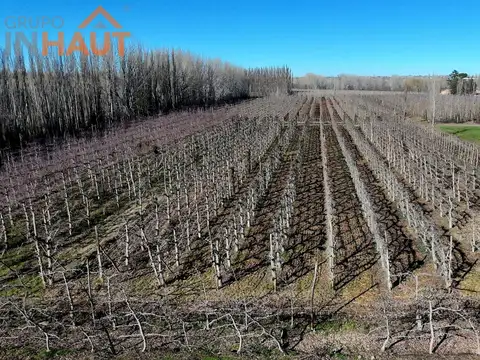 En Venta Chacra 20 ha en Ruta 151 Cinco Esquinas