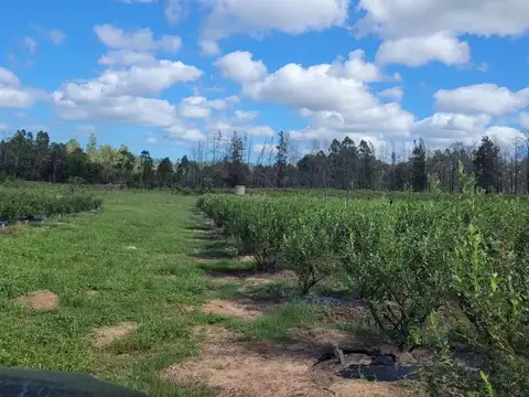 Quinta zona Osvaldo Magnasco excelente ubicación