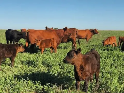 Campo en Venta de 13.000  ha