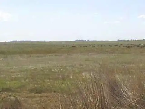 Campo en Venta de 875  ha